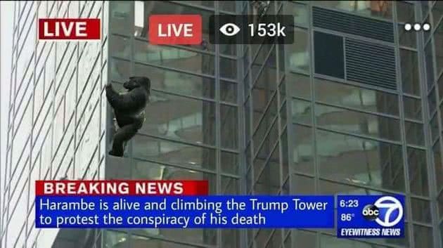meme harambe 3
