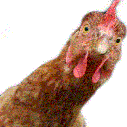 Imagem de galinha olhando desconfiada para a câmera