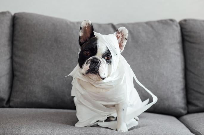 Cachorro da raça bulldog inglês em cima de um sofá cinza enrolado em papel higiênico