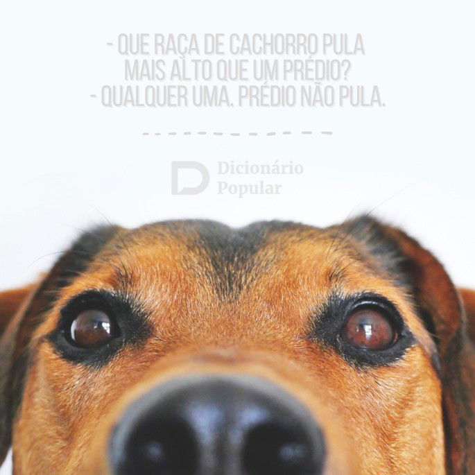 Piada curta do cachorro que pula prédio