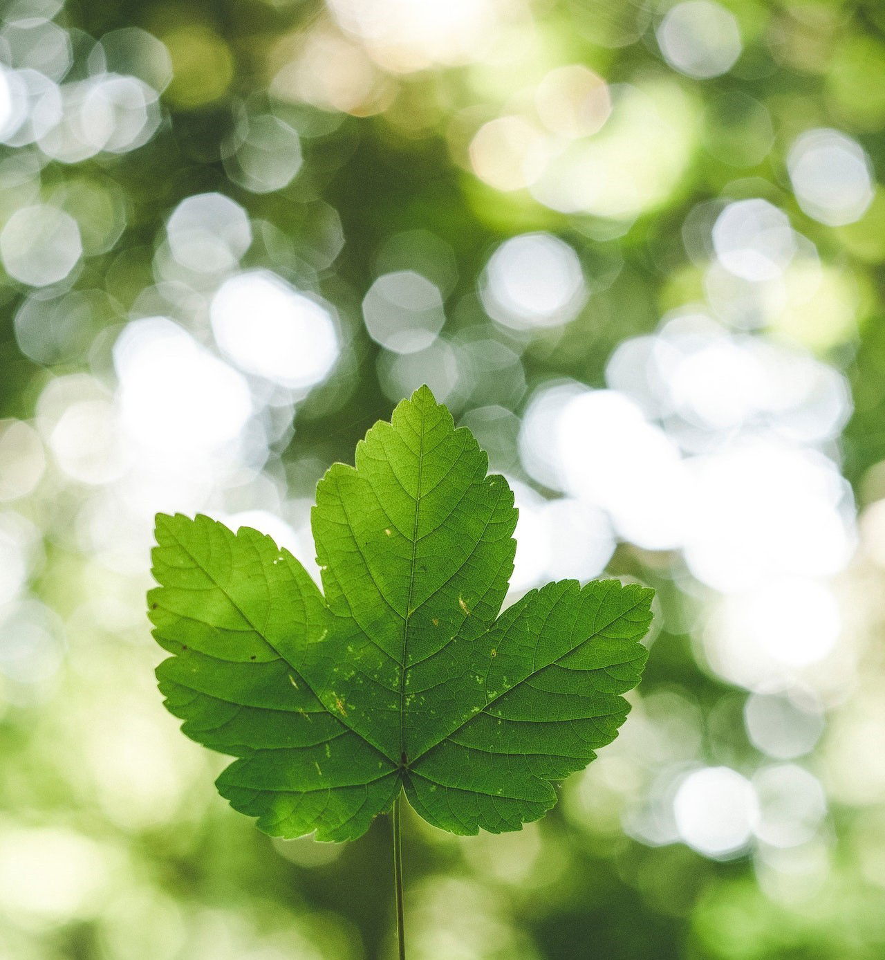 Folha verde com árvores ao fundo